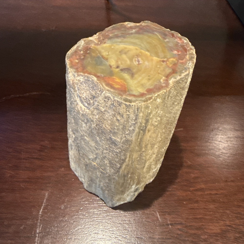 2.1 LB Agatized Petrified Wood Log Fossil Polished Ends Natural Bark Specimen